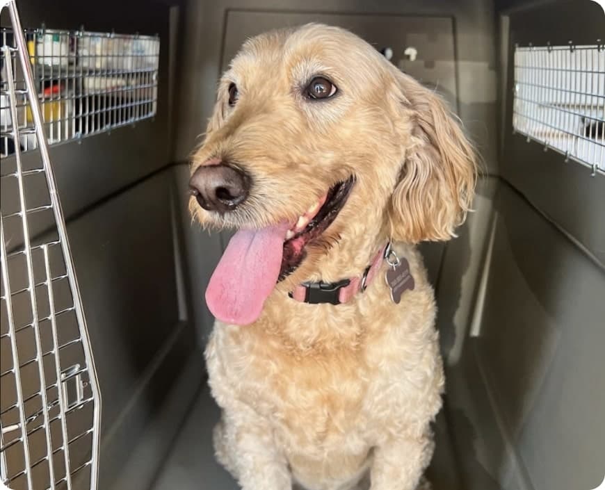 A happy dog in its airline crate before an international flight