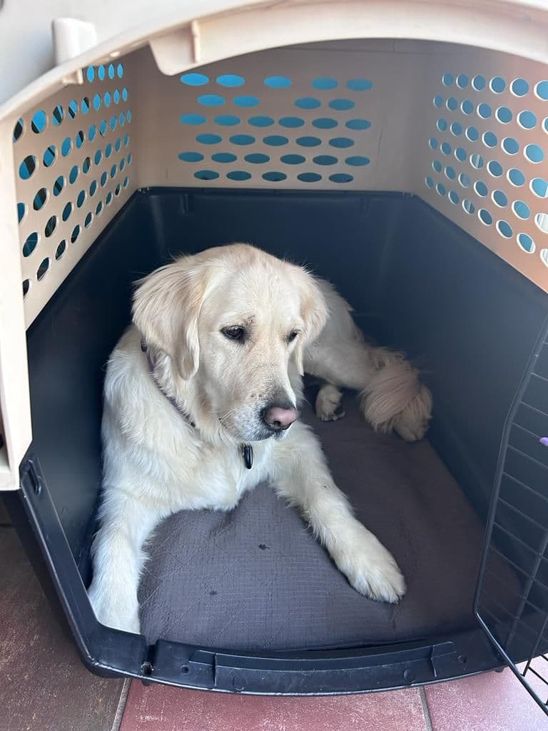 A golden retriever resting in its crate