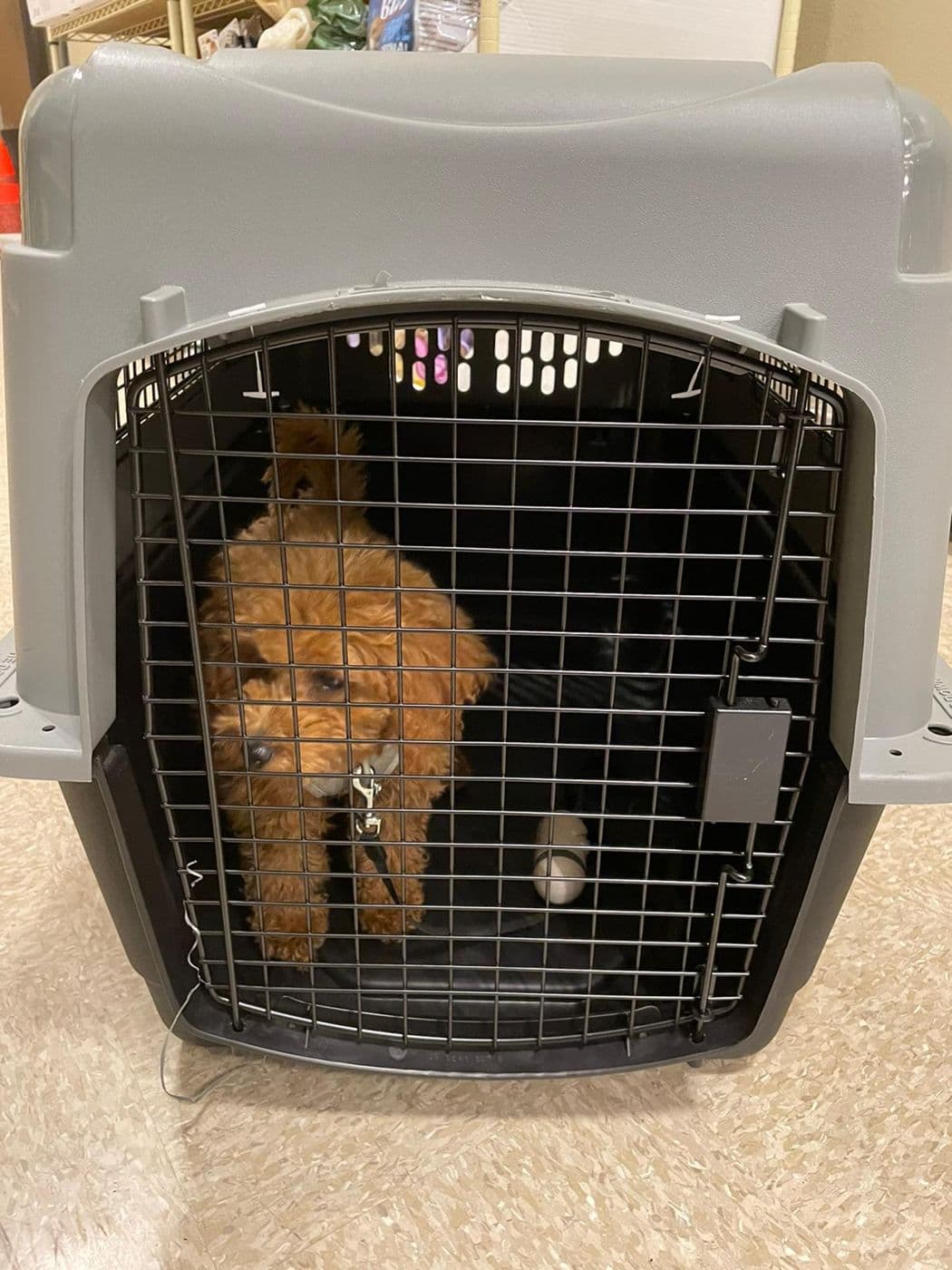 A poodle in its crate, ready to go