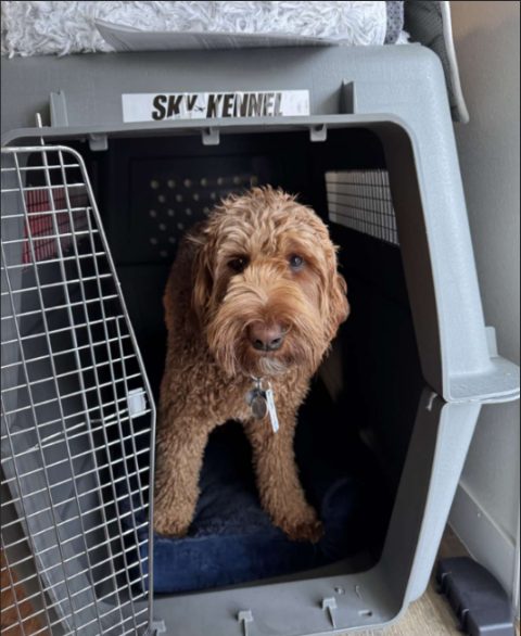 A dog standing comfortably in a correctly sized Sky Kennel