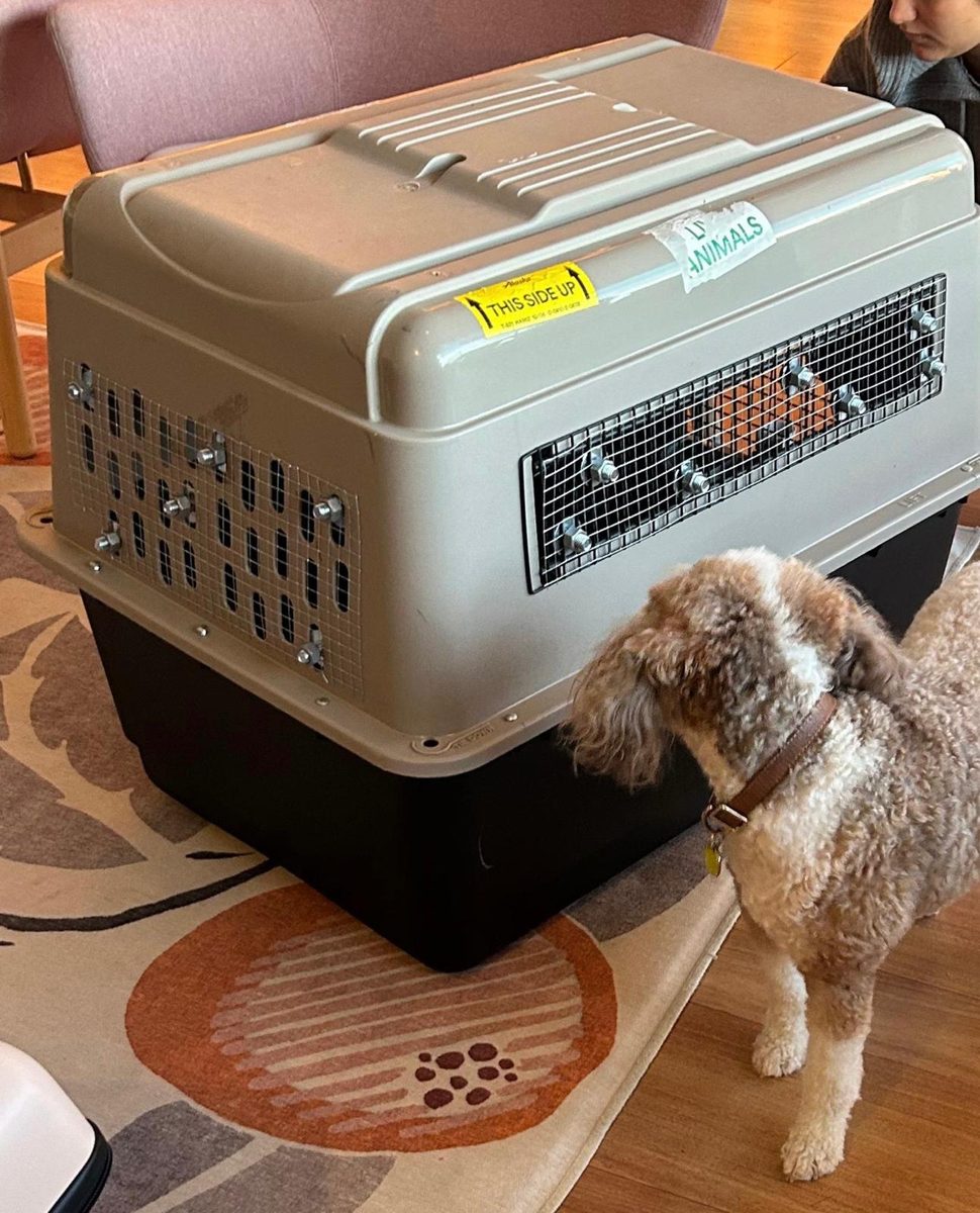 A finished metal-mesh crate, with its passenger inspecting the work