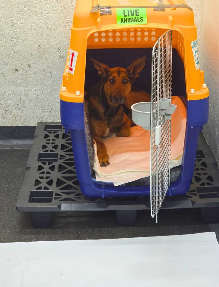 A dog settled in a Pet-Express crate before check-in