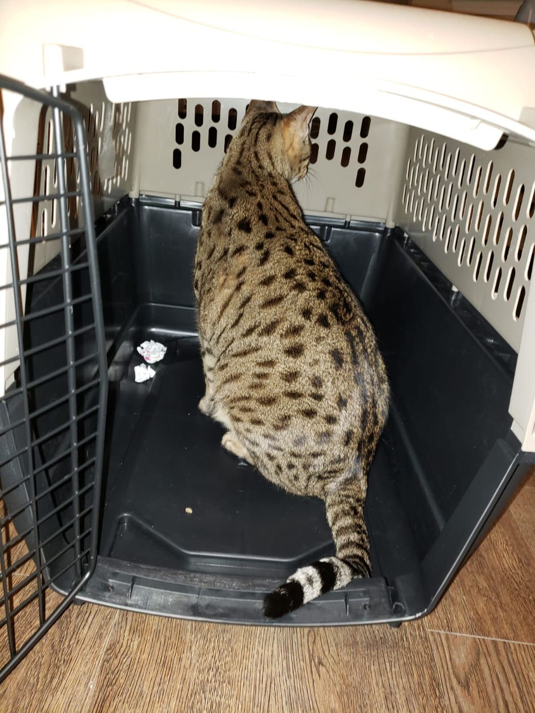 A Bengal cat checking out its crate before travel day