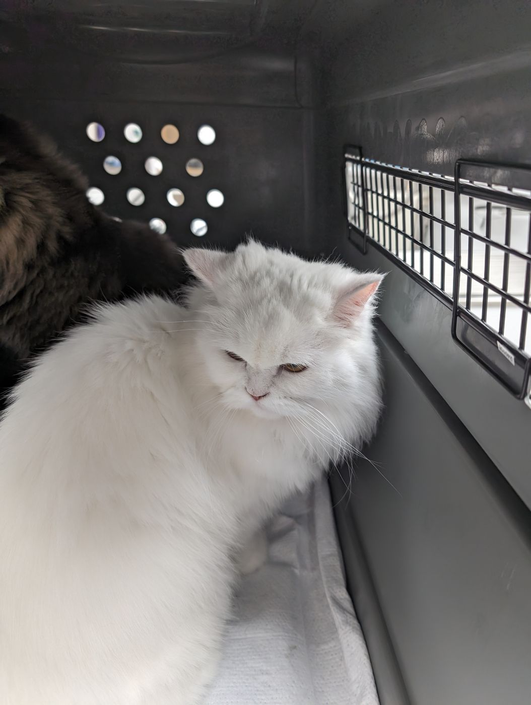 A Persian cat settled on familiar bedding in its crate