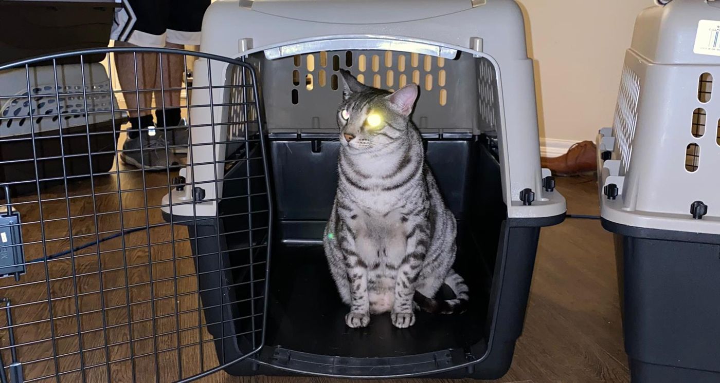 A tabby cat sitting calmly in an open airline crate