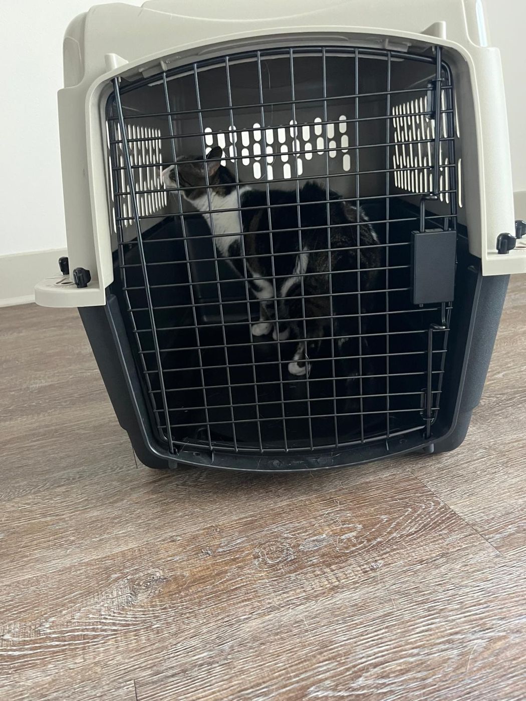 A tuxedo cat relaxed in its travel crate
