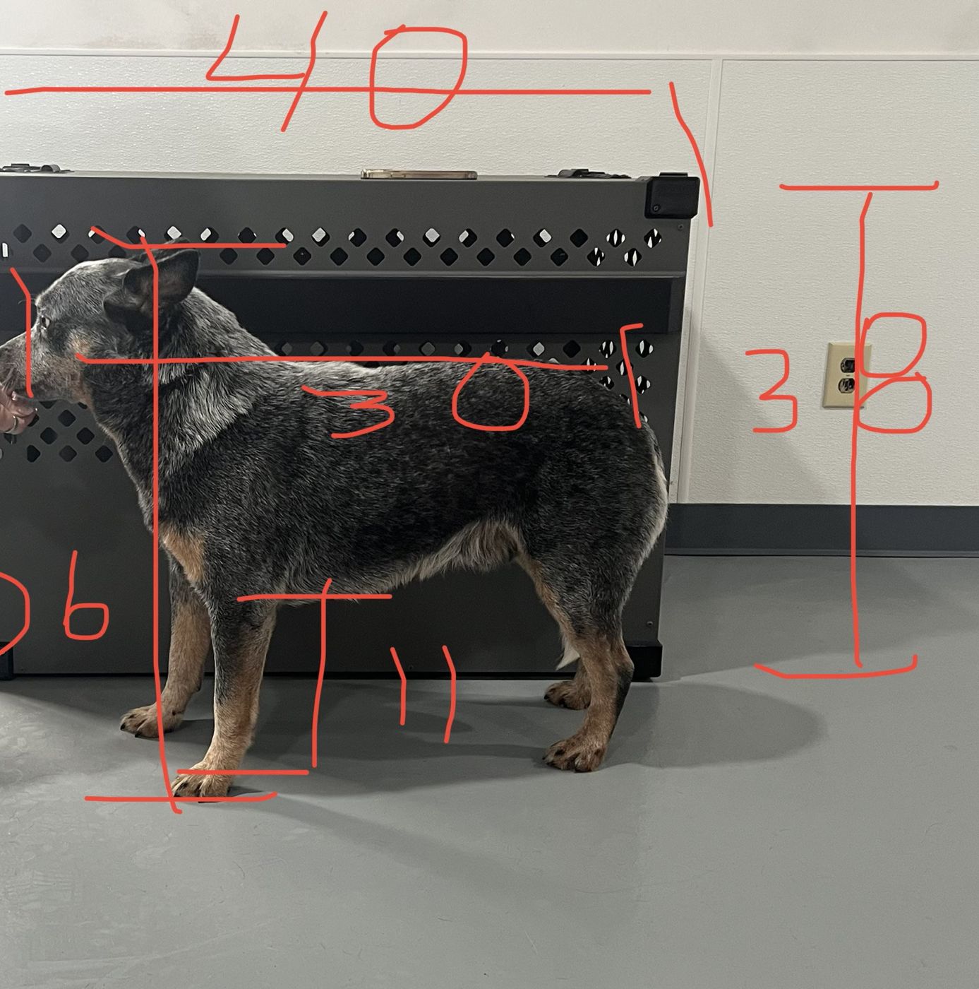 Measuring from the side: body length, leg height and standing height, marked on the photo