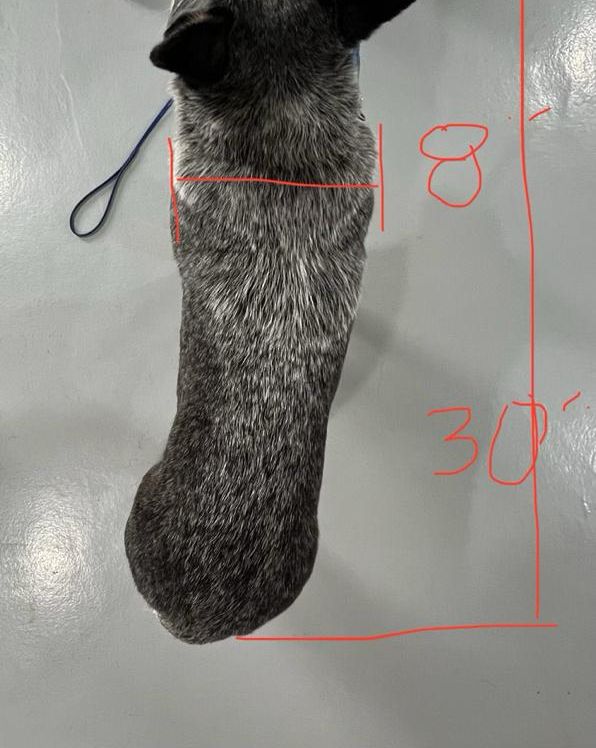 Measuring from above: the width across the shoulders